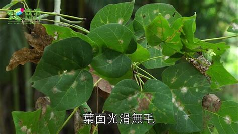 梧桐樹 鳳凰|梧桐｜亞泥生態園區官方網站植物生態－花蓮生態復